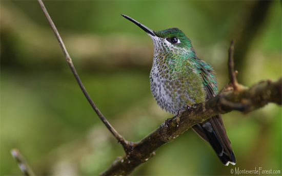 Colibrí en Monteverde